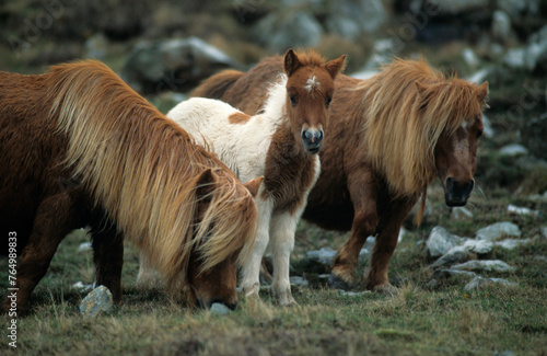 Poney des Shetland,