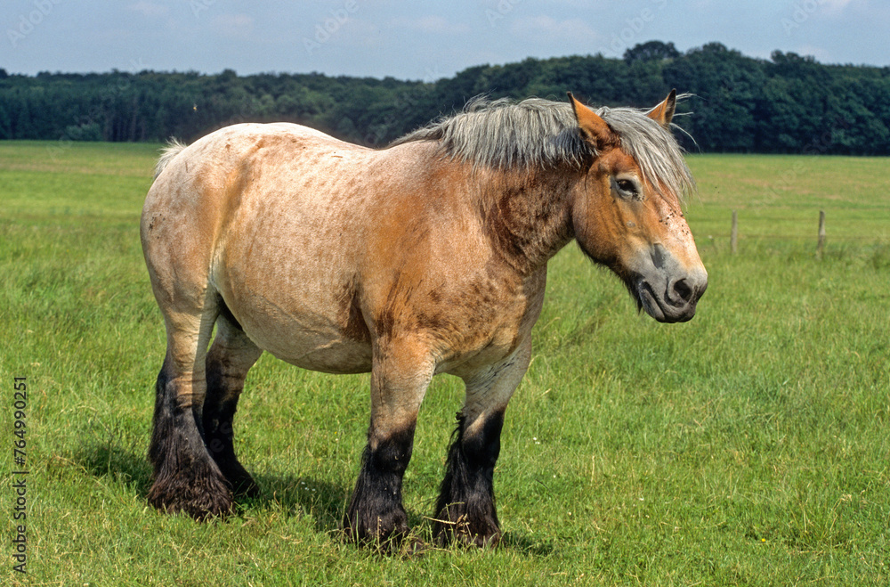 Cheval Ardennais, cheval de trait Cheval Ardennais, cheval de trait
