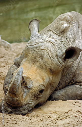 Rhinoceros blanc, Cerathotherium simum, Afrique