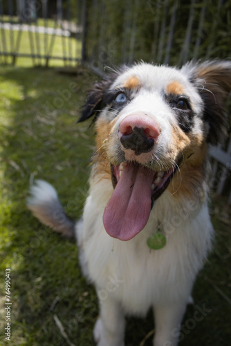Australian shepherd merle with Heterochromia sitting down on grass background sticking tongue out. selective focus