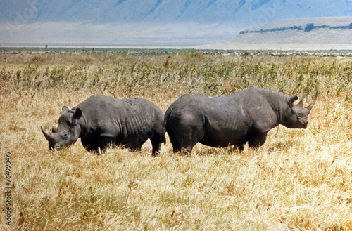 Rhinoc  ros noir  diceros bicornis  Femelle  jeune  Parc national du N.Gorongoro crater  Tanzanie