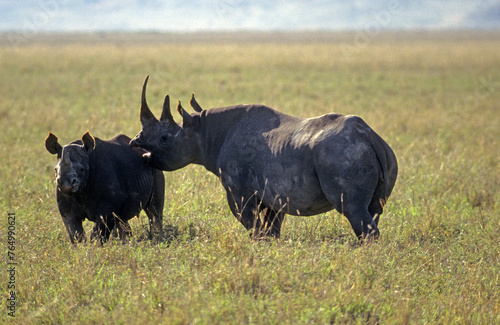 Fototapeta Naklejka Na Ścianę i Meble -  Rhinocéros noir, diceros bicornis, Femelle, jeune, Parc national du N.Gorongoro crater, Tanzanie
