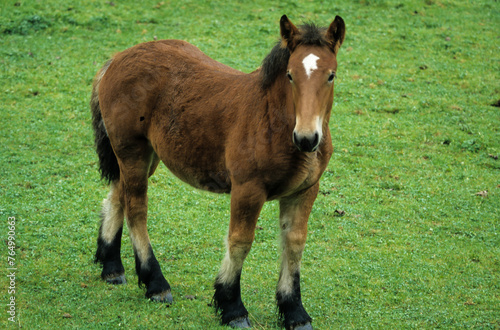 Cheval Ardennais  cheval de trait