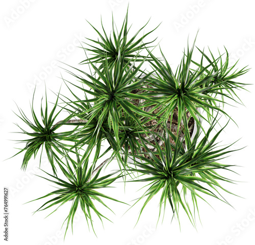 Fotografie Top view of potted houseplant