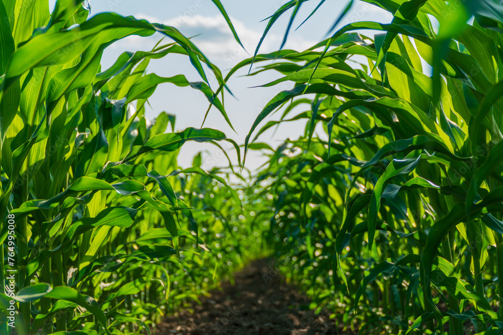 Corn field on a sunny day. Lush green corn leaves with blurred background. Selective focus on corn leaves. Agro theme