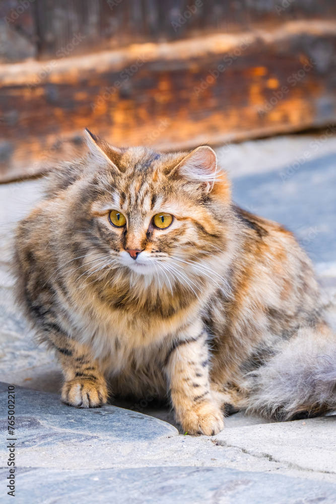 Street Cat, close portrait, wildlife animals