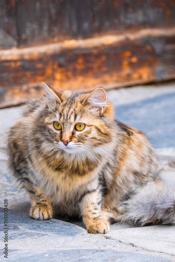 Street Cat, close portrait, wildlife animals