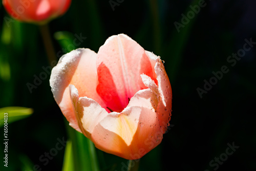 Pink tulips in sunlight with raindrops in spring garden