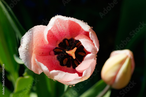 Pink tulips in sunlight with raindrops in spring garden