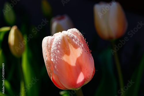 Pink tulips in sunlight with raindrops in spring garden