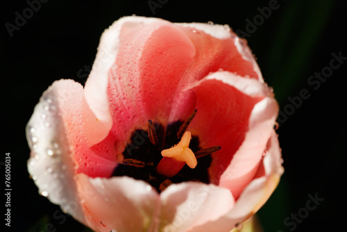 Pink tulips in sunlight with raindrops in spring garden