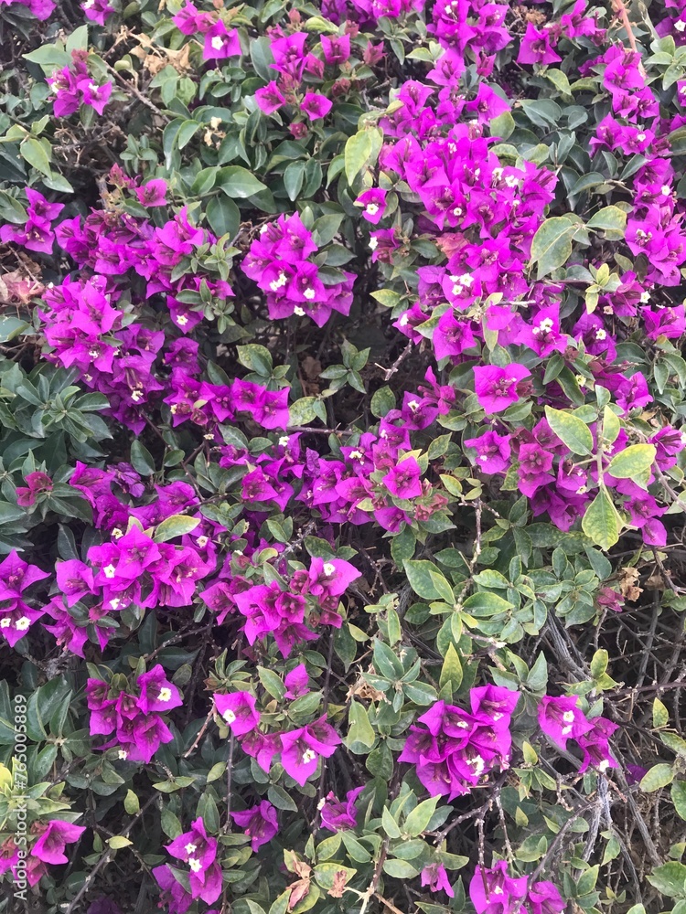 Flowers Flowers