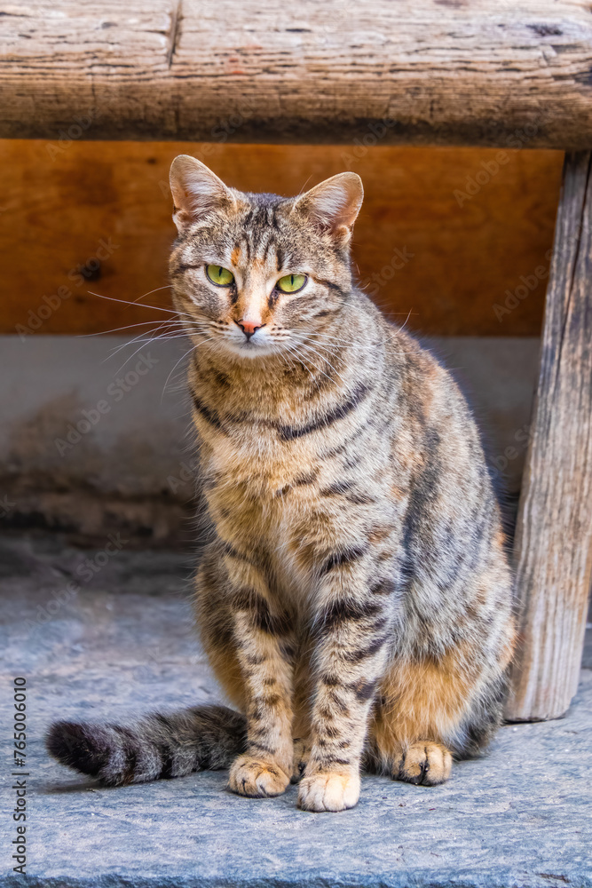 Street Cat, close portrait, wildlife animals Street Cat, close portrait, wildlife animals