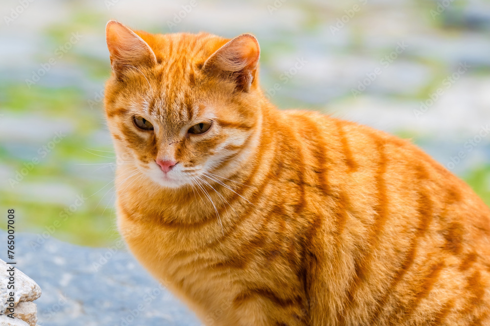 Street Cat, close portrait, wildlife animals Street Cat, close portrait, wildlife animals