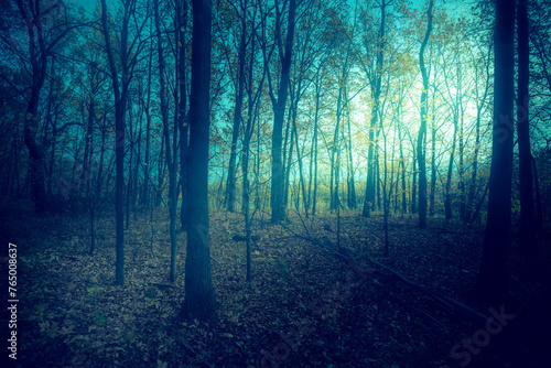 Dark, mystic, magic, fairytale trails into the forest into an autumn foggy day.