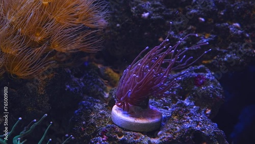 torch coral frag grow on plug and move violet tentacle, absorb dissolved organic matter in reef marine aquarium, Parazoanthus gracilis popular pet in LED actinic blue light, live rock ecosystem design photo