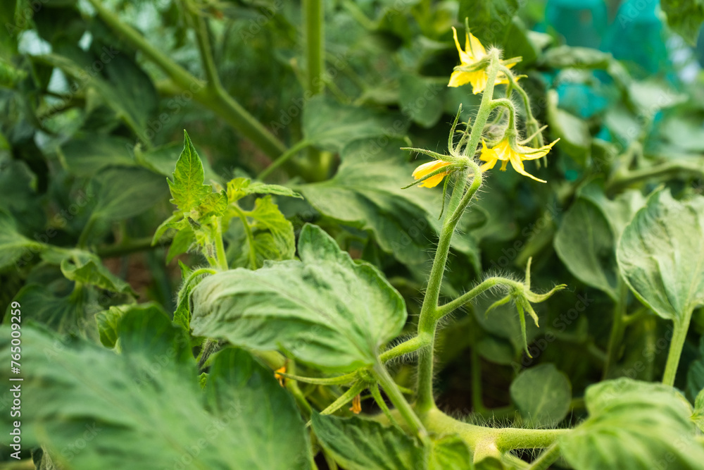 Blooming tomatoes in greenhouse, close-up. Yellow tomato flowers on blurred green background for publication, poster, screensaver, wallpaper, postcard, banner, cover, post. High quality photo