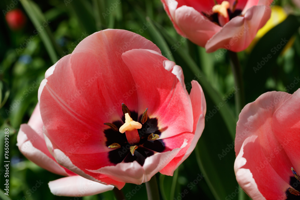 Pink tulips in sunlight in the spring garden.