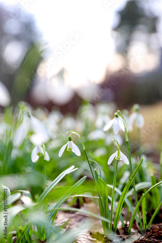 Snowdrops in a forest in golden light