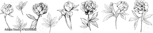 Peony floral botanical flower hand drawn. Wild spring leaf wildflower isolated. Black and white engraved ink art collection. Isolated peony illustration element on white background.