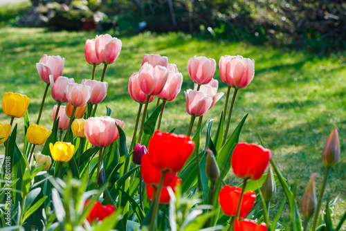 Pink, red and yellow tulips in sunlight in the spring garden. © Elena Noeva