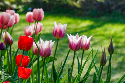Pink and red tulips in sunlight in the spring garden. © Elena Noeva