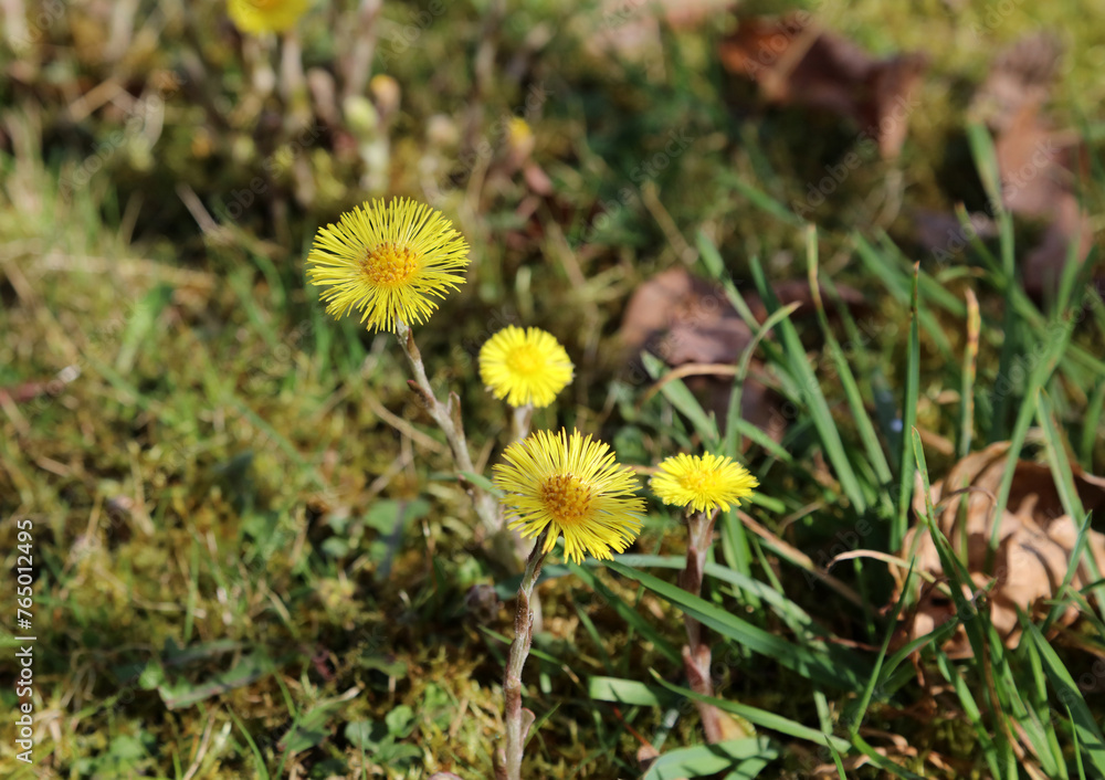 Closeup of Coltsfoot flowers, Derbyshire England
Closeup of Coltsfoot flowers, Derbyshire England