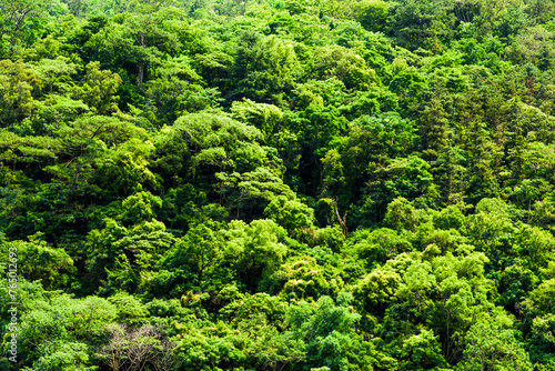 The beautiful green forest in the mountains as a background.