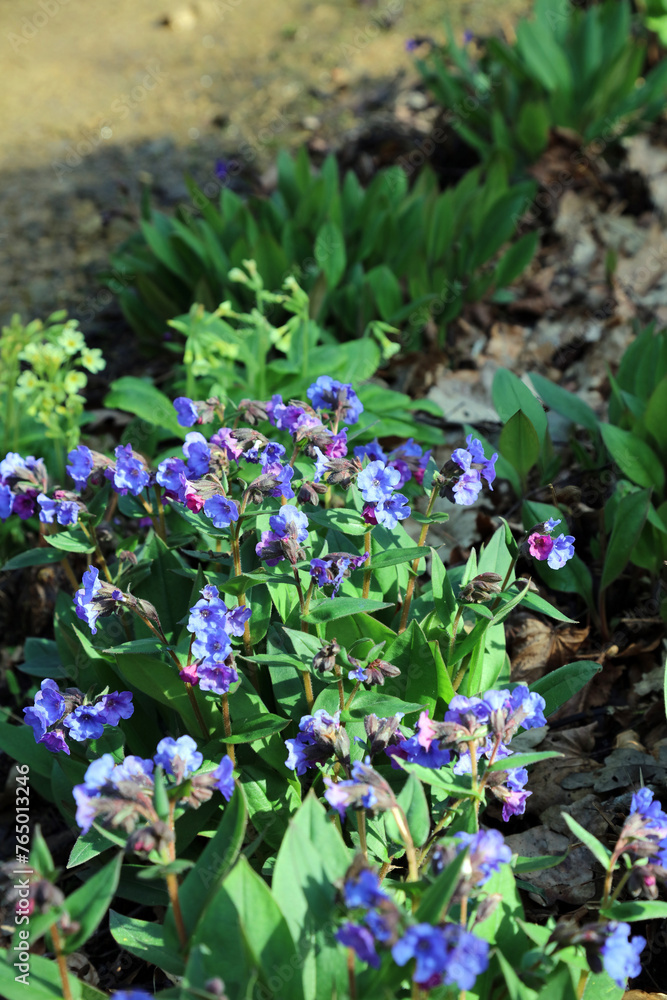 Mountain Lungwort blooms, Derbyshire England
Mountain Lungwort blooms, Derbyshire England