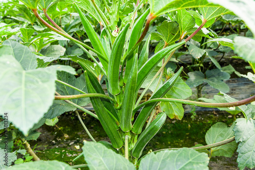 The okra crop is in the fruiting stage, in the farmland of Pingtung, Taiwan.