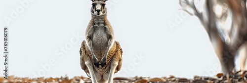 a kangaroo standing on its hind legs with its front paws on it's hind legs, looking at the camera.