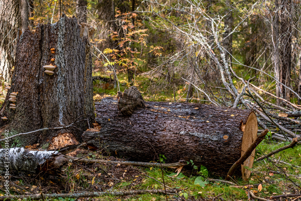 Old fallen trees with moss in the forest. Old fallen trees with moss in the forest.