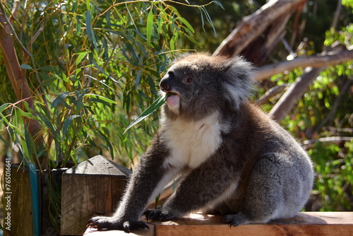 Photography koala eating eucalyptus leaf