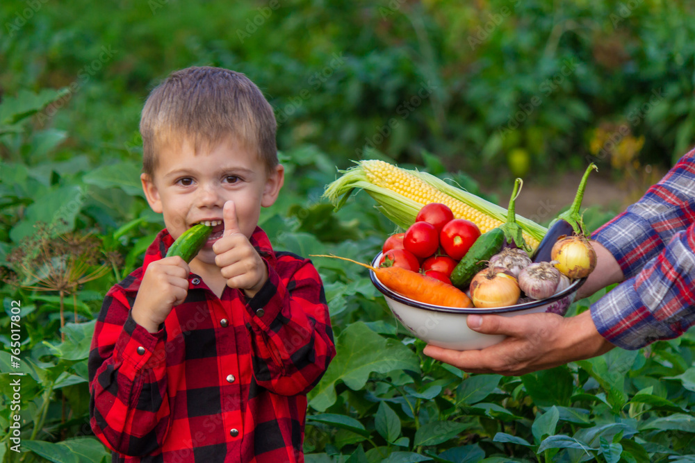 a farmer man and his son collect vegetables in a bowl. Selective focus a farmer man and his son collect vegetables in a bowl. Selective focus