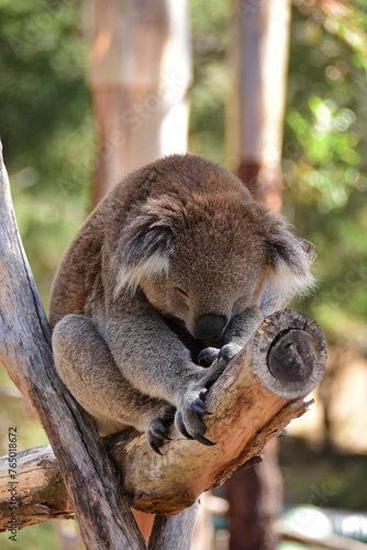 Photography sleepy koala