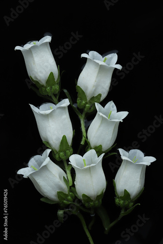 White flowers on black background.