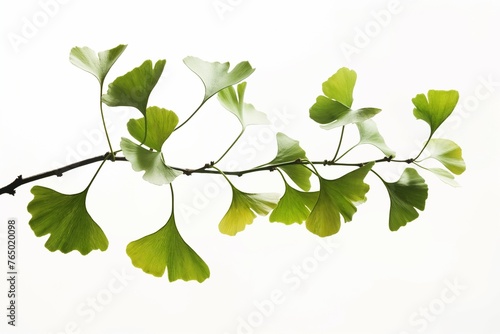 ginkgo leave on white background, Ginkgo branch with bright green leaves