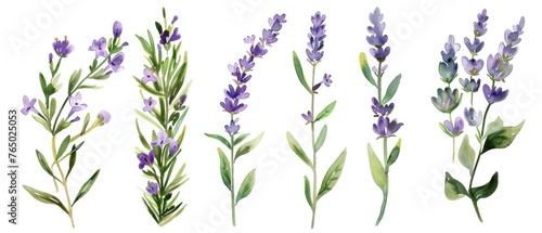 Artistic set of watercolor lavender and thyme clipart  capturing the essence of forest herbs with delicate flowers and leaves  isolated on white background.