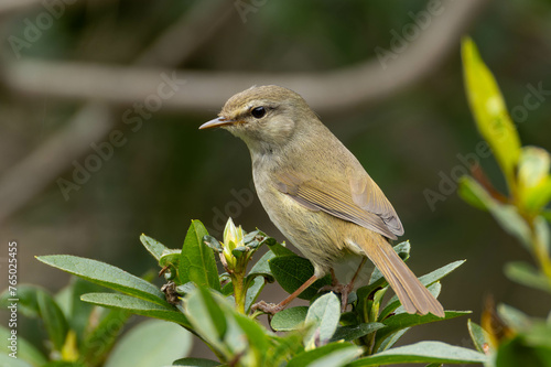 植え込みに住むウグイス