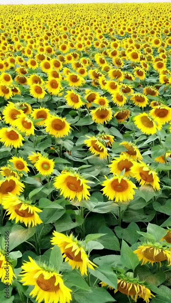 Natural view of sunflowers in the field in sunny day in summer. Flying over the big plantation of yellow sunflowers growing outdoors. Drone moves slowly back. Vertical video Natural view of sunflowers in the field in sunny day in summer. Flying over the big plantation of yellow sunflowers growing outdoors. Drone moves slowly back. Vertical video