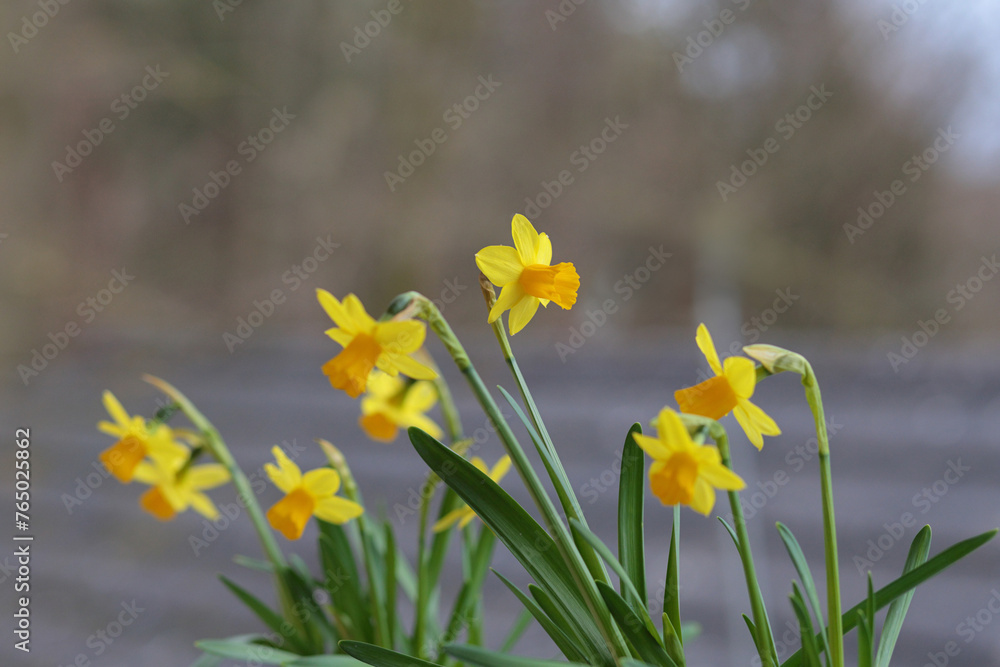 close up of blooming daffodils for easter