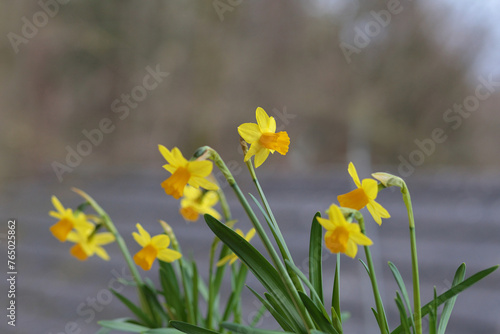 close up of blooming daffodils for easter