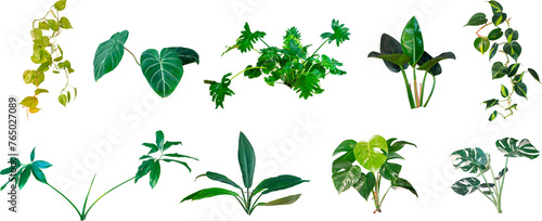 Plants of the Araceae family. Monsters and philodendrons on a white background photo