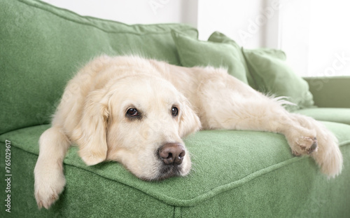 Fototapeta Naklejka Na Ścianę i Meble -  A tired golden retriever is resting on a green sofa in the living room. Dog at home. Life with dog.