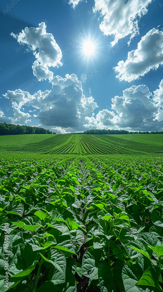Under the blue sky and white clouds, there are endless soybean fields. AI generative