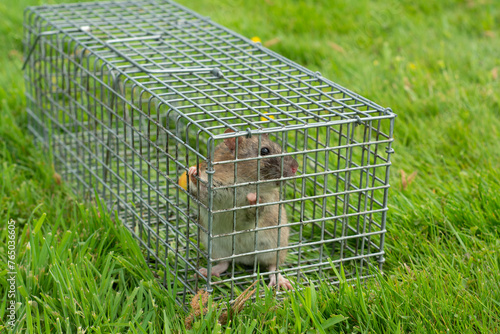 Brown rat captured in cage