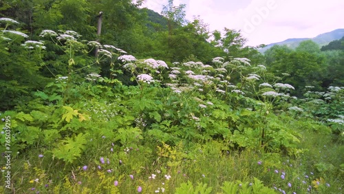 Sosnovsky's hogweed is a dangerous plant of the collective farm period, 