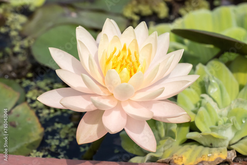 Fototapeta Beautiful blooming water lily.