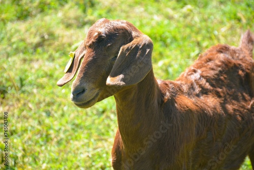 goat in the field