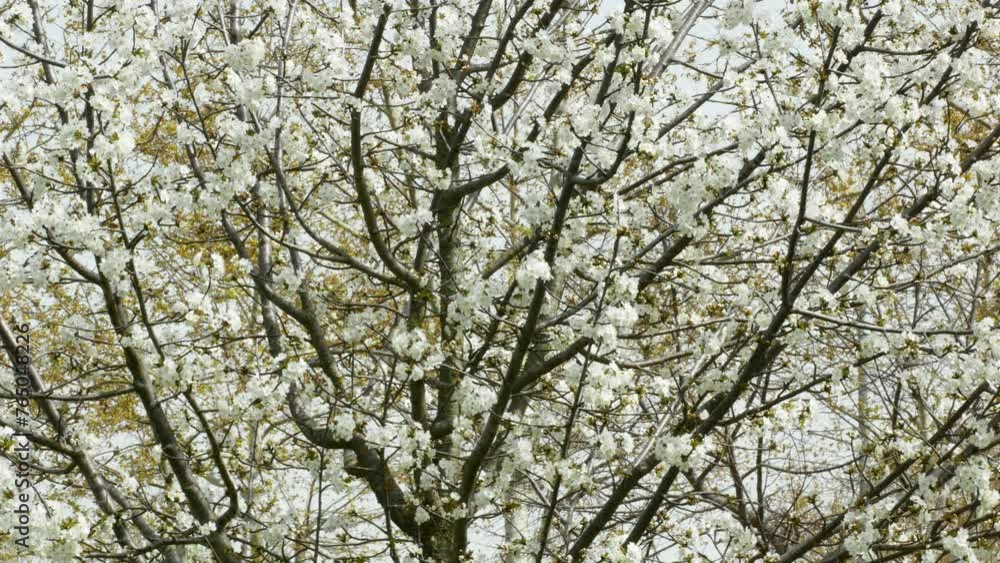 pollination of an almond tree with white flowers in spring by bees and bumblebees pollination of an almond tree with white flowers in spring by bees and bumblebees
